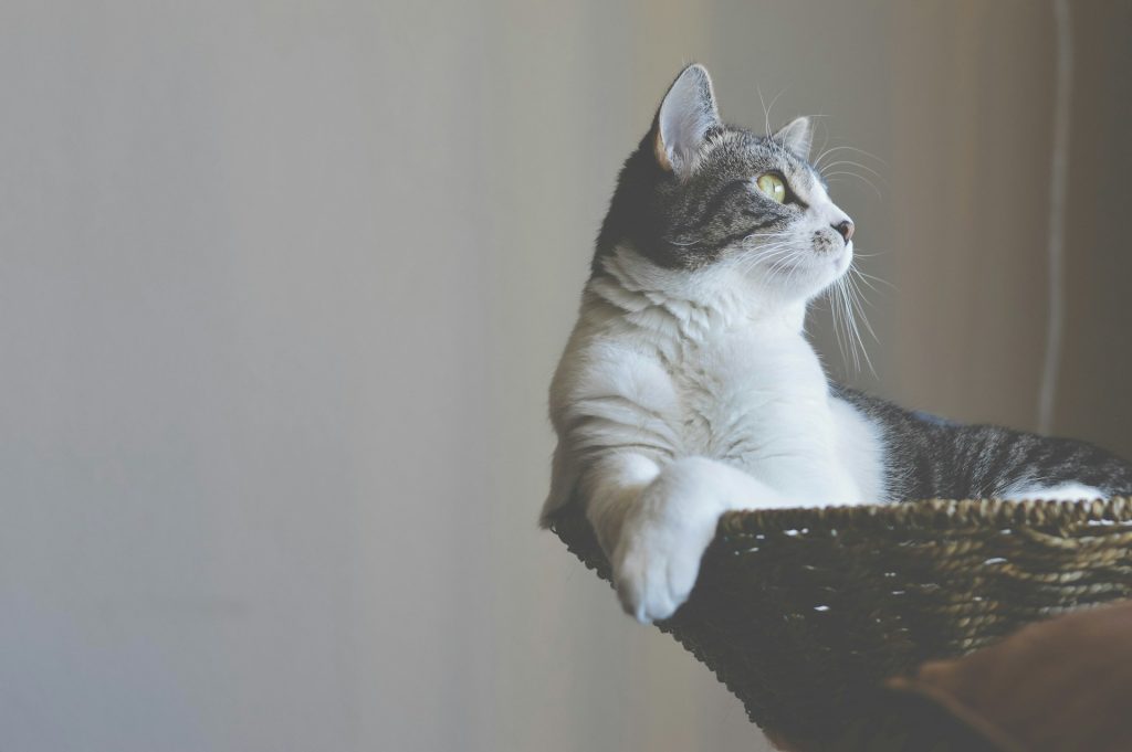 Hvor længe er katte i løbetid