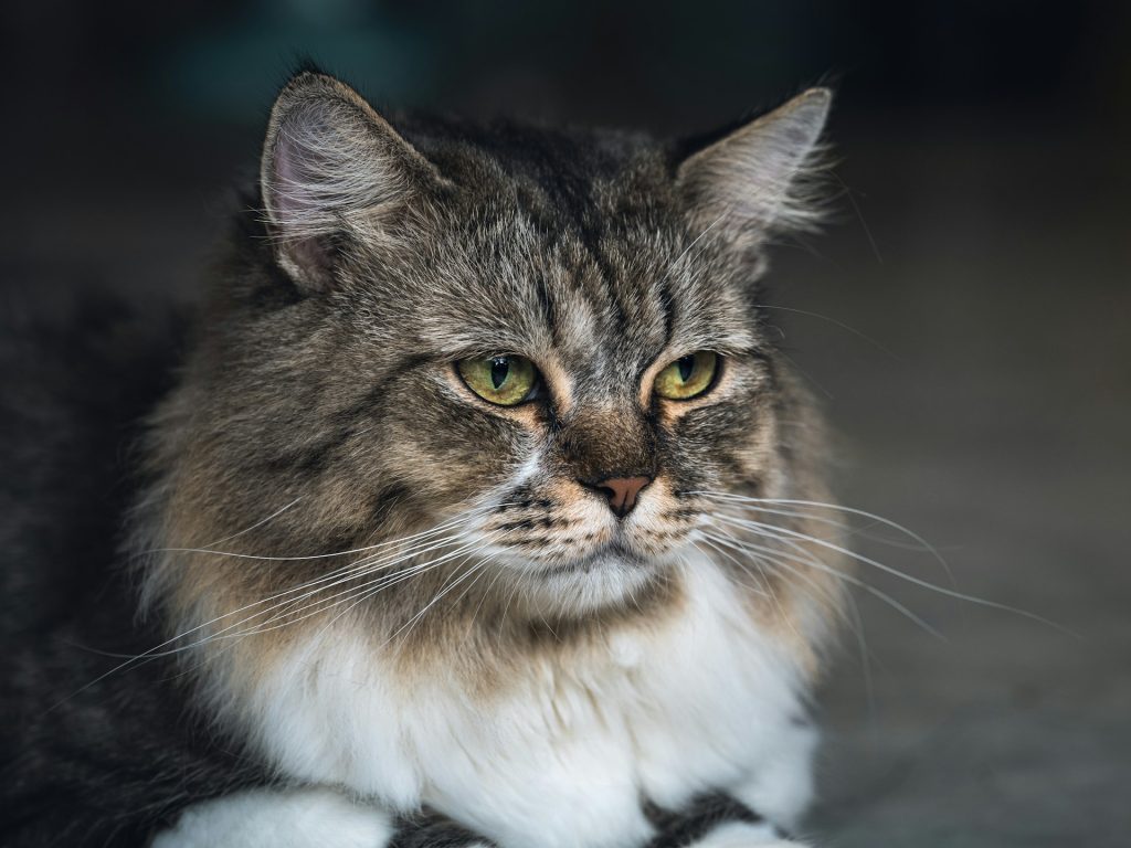 Hvorfor har katte knurhår