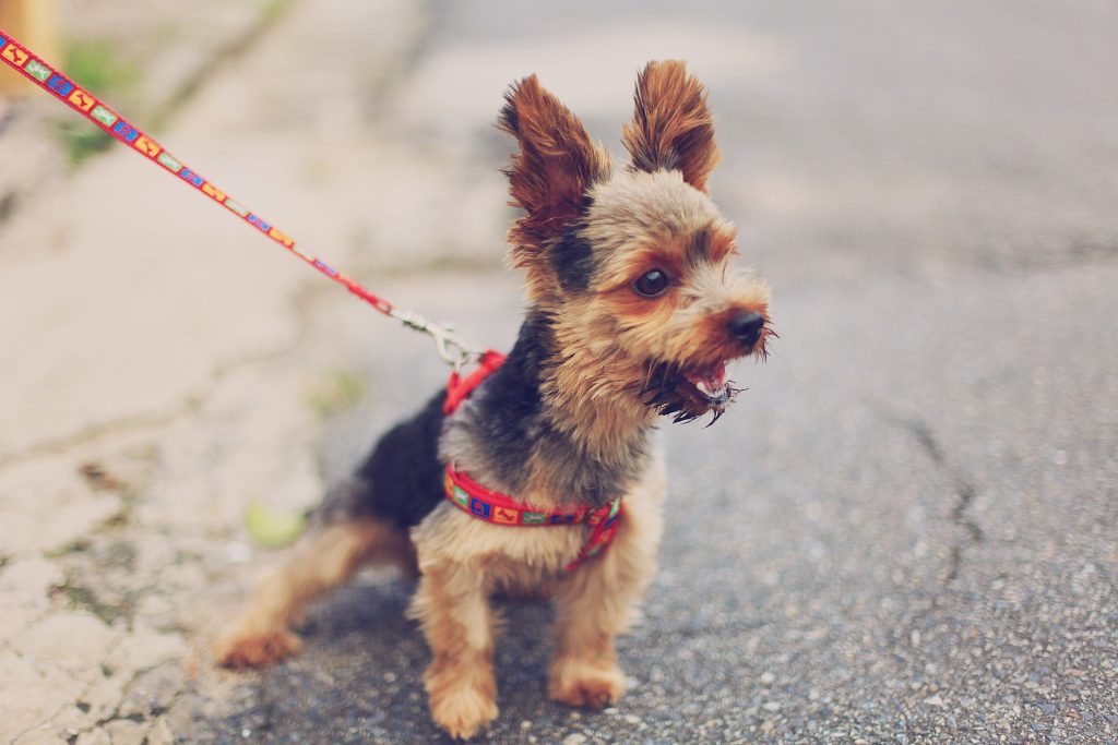 Lær at stoppe din hund med at gø – Find roen med effektive løsninger
